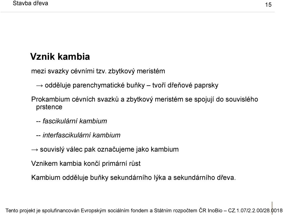 zbytkový meristém se spojují do souvislého prstence -- fascikulární kambium -- interfascikulární