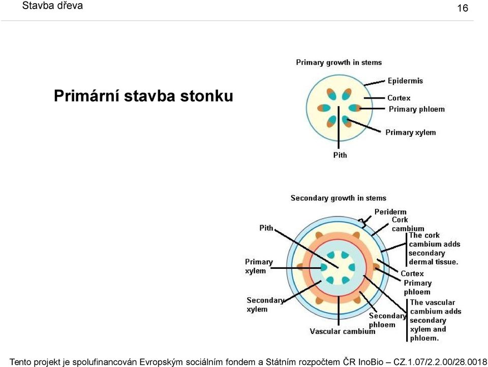 Primární