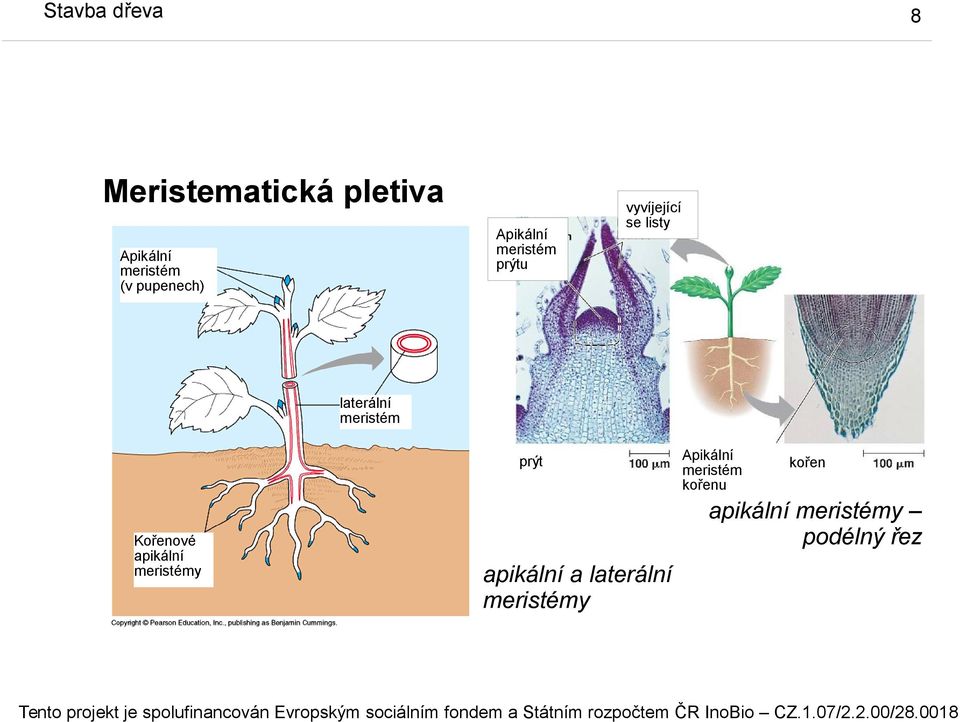 meristém prýt Kořenové apikální meristémy Apikální meristém