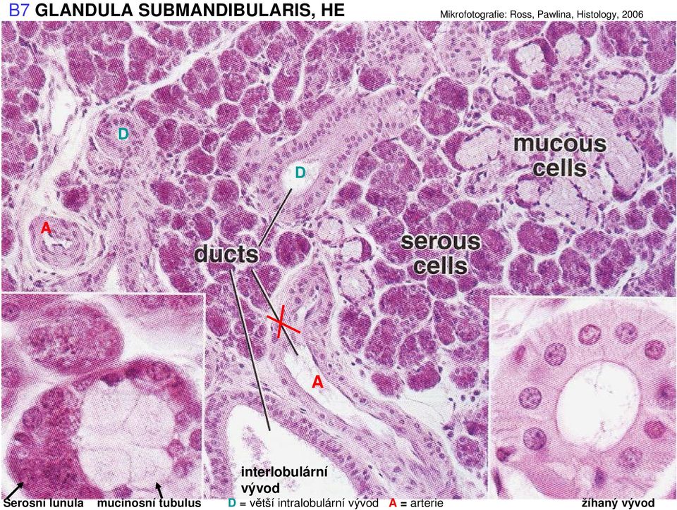 interlobulární vývod Serosní lunula mucinosní