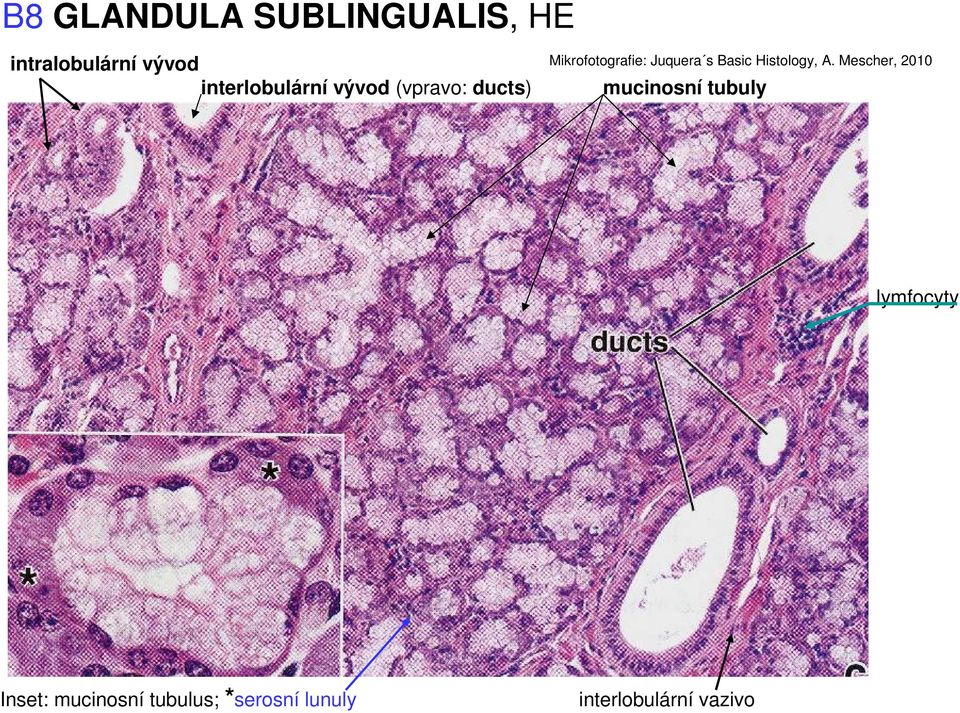 Juquera s Basic Histology, A.