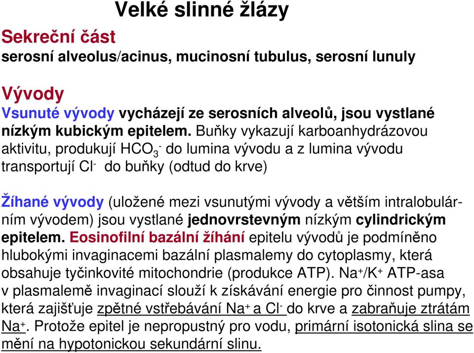 intralobulárním vývodem) jsou vystlané jednovrstevným nízkým cylindrickým epitelem.