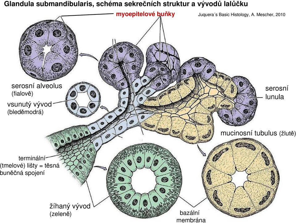 Mescher, 2010 serosní alveolus (fialově) vsunutý vývod (bleděmodrá) serosní