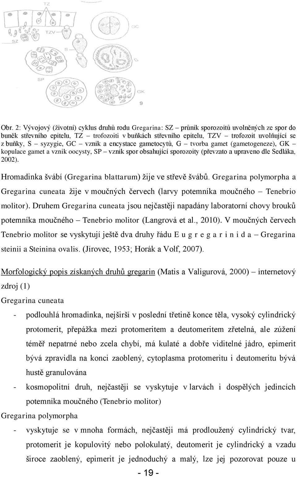 Hromadinka švábí (Gregarina blattarum) ţije ve střevě švábů. Gregarina polymorpha a Gregarina cuneata ţije v moučných červech (larvy potemníka moučného Tenebrio molitor).