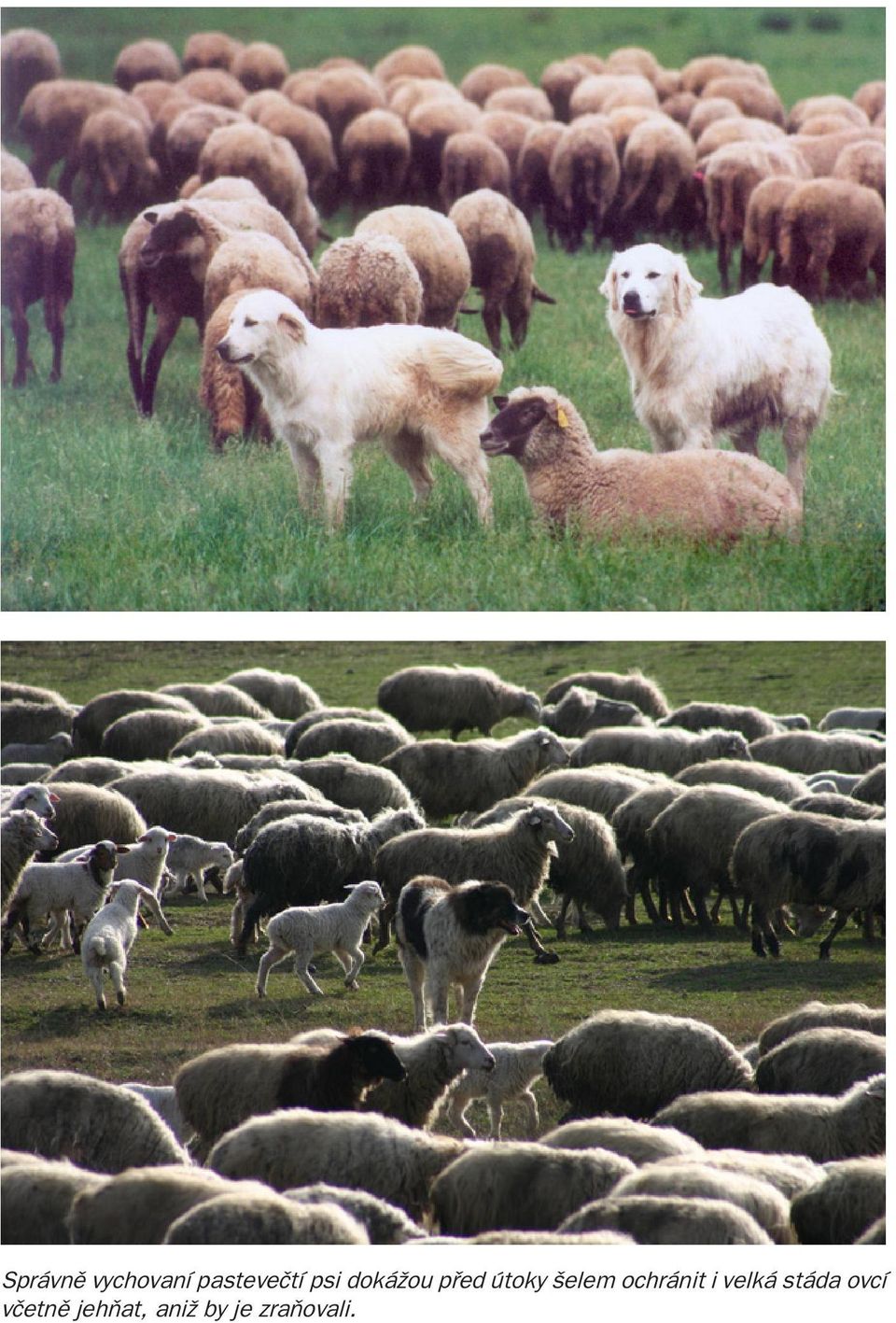 ochránit i velká stáda ovcí
