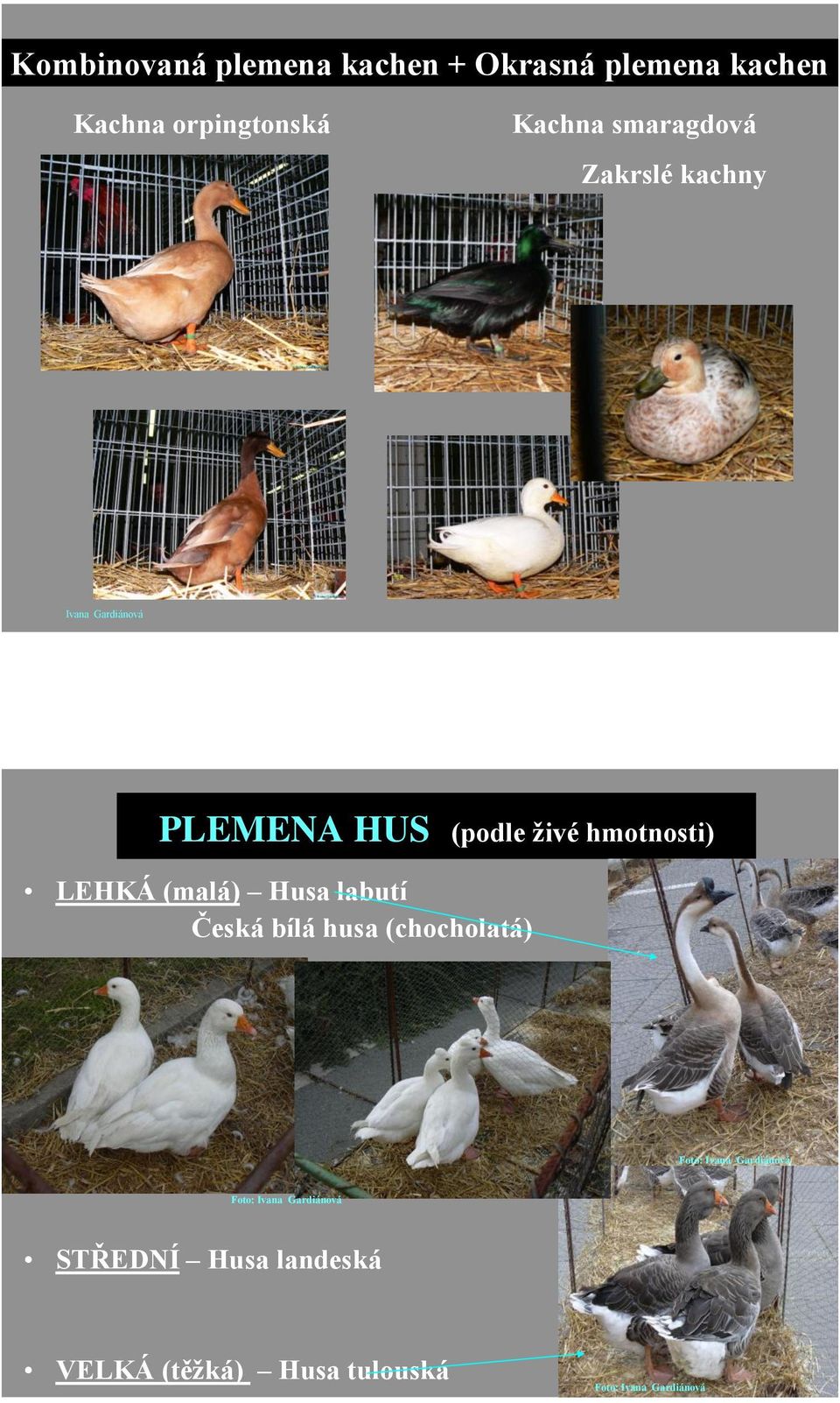 PLEMENA HUS (podle ţivé hmotnosti) LEHKÁ (malá) Husa labutí