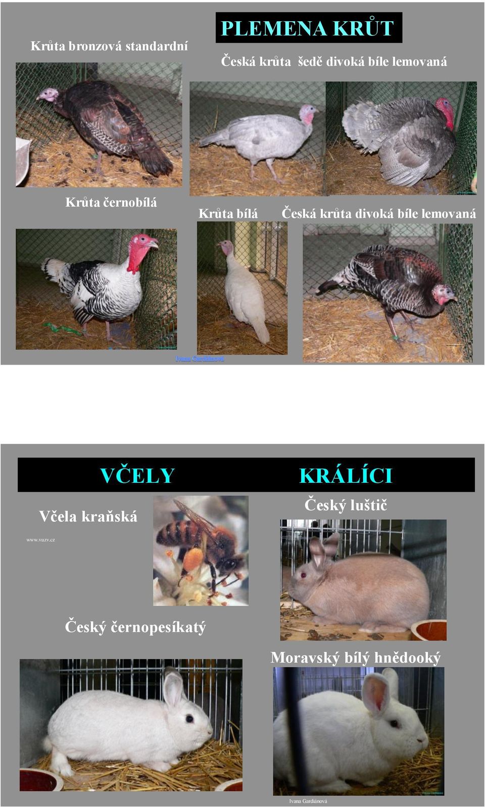 bíle lemovaná VČELY Včela kraňská KRÁLÍCI Český luštič www.