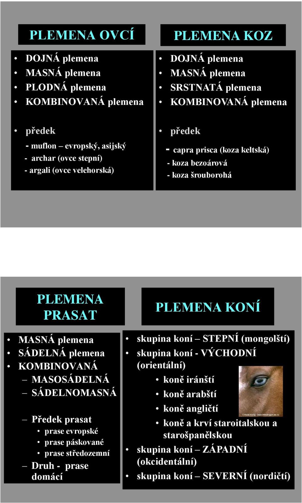 plemena SÁDELNÁ plemena KOMBINOVANÁ MASOSÁDELNÁ SÁDELNOMASNÁ Předek prasat prase evropské prase páskované prase středozemní Druh - prase domácí skupina koní STEPNÍ (mongolští)