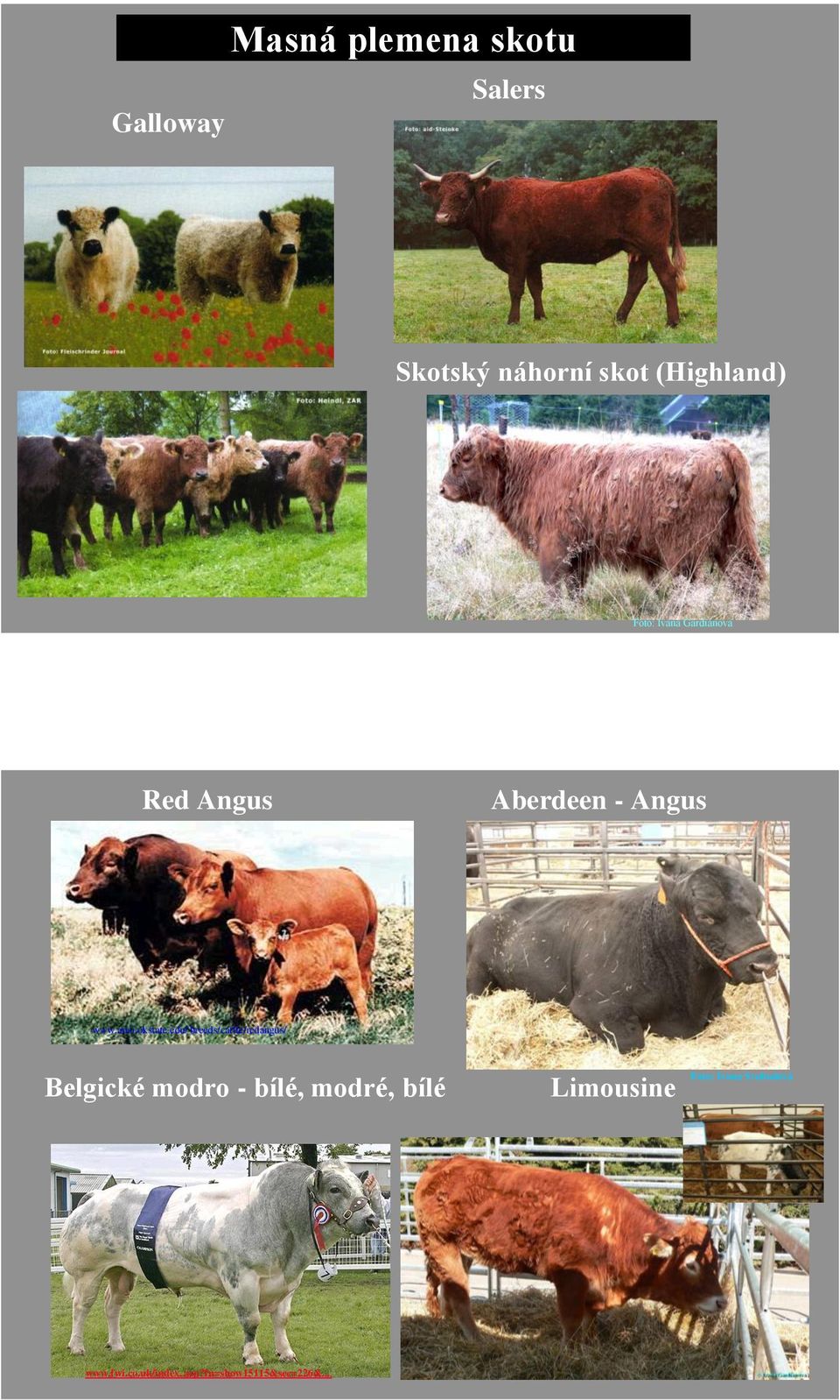 edu/ breeds/cattle/redangus/ Belgické modro - bílé, modré, bílé