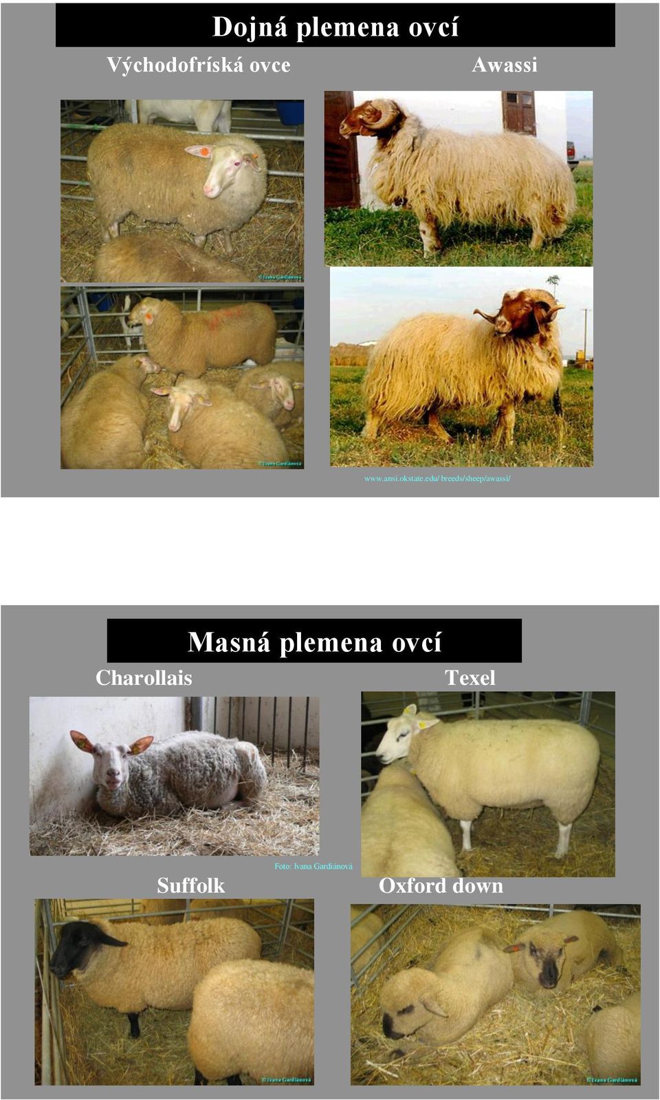 edu/ breeds/sheep/awassi/ Masná