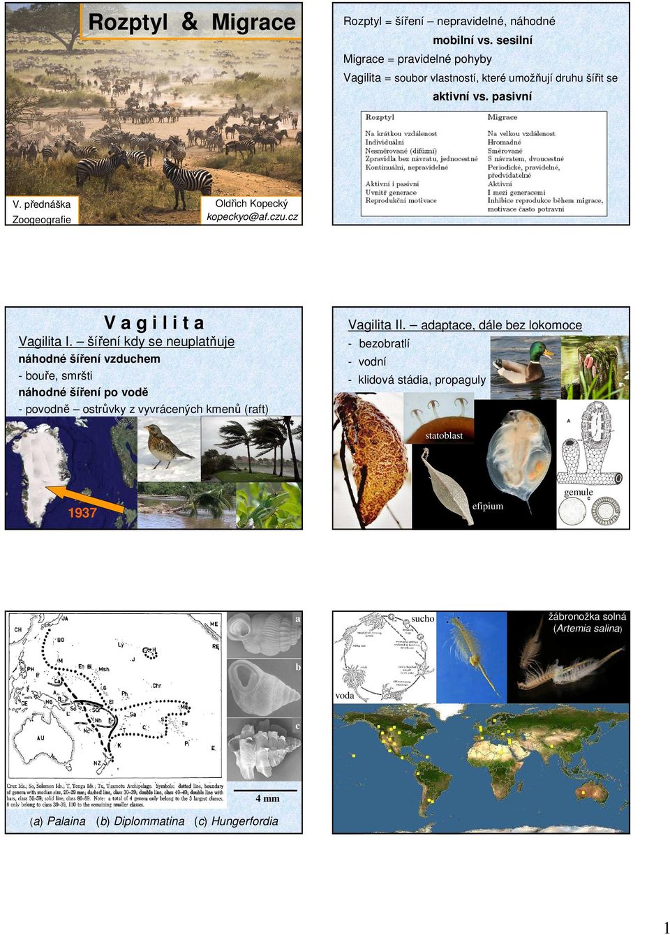 přednáška Zoogeografie Oldřich Kopecký kopeckyo@af.czu.cz V a g i l i t a Vagilita I.