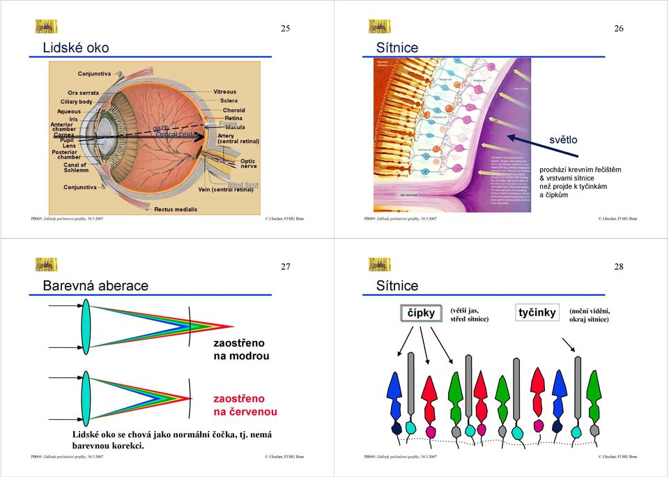 čípky (větší jas, střed sítnice) tyčinky (noční vidění, okraj sítnice) zaostřeno na