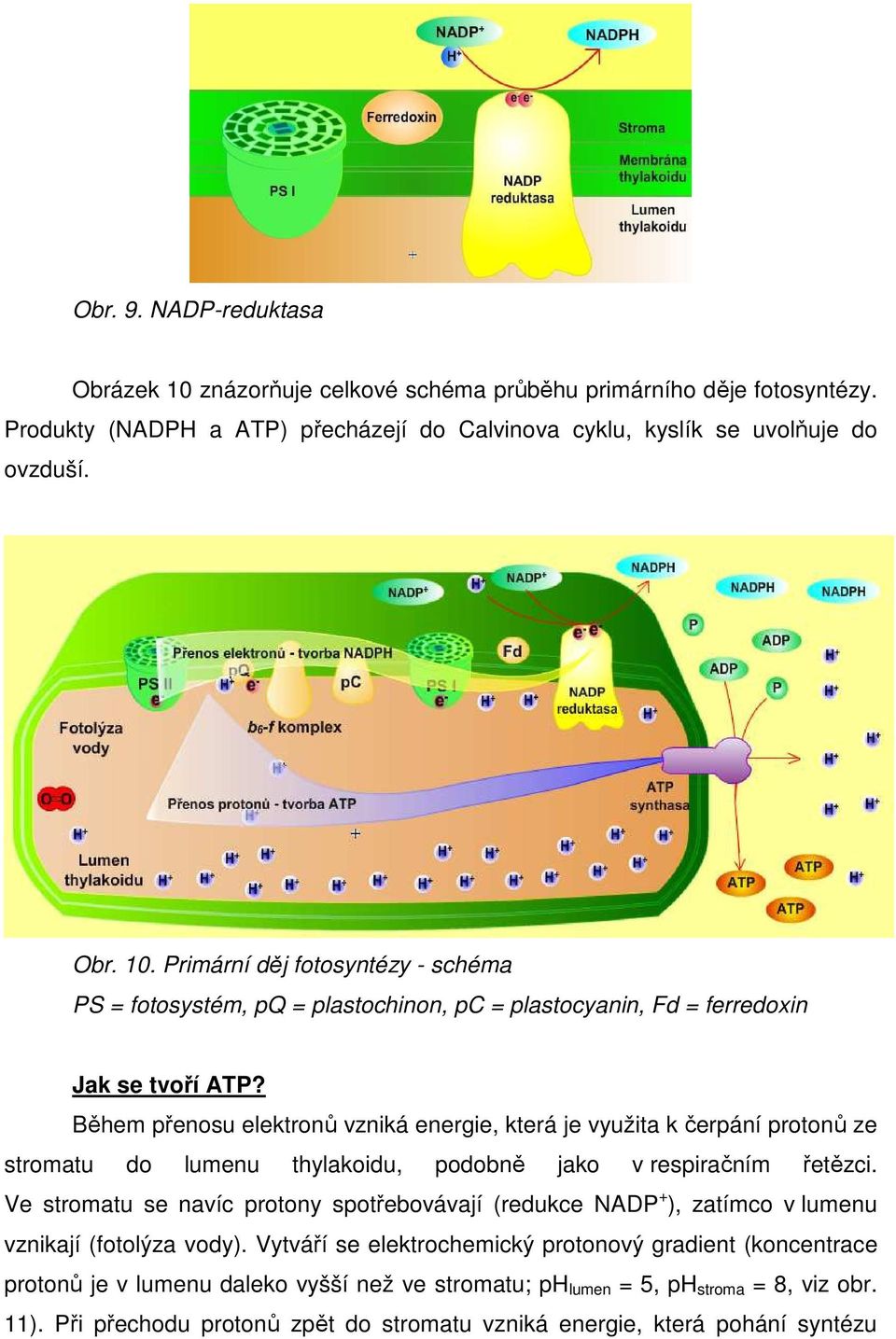 Ve stromatu se navíc protony spotřebovávají (redukce NADP + ), zatímco v lumenu vznikají (fotolýza vody).