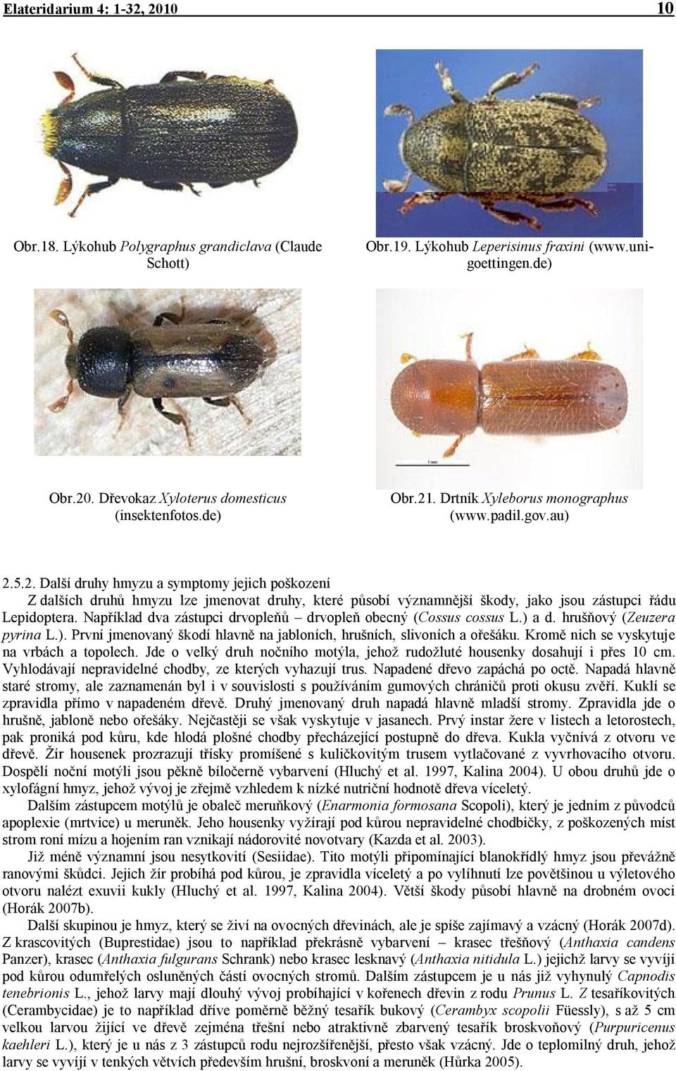 Například dva zástupci drvopleňů drvopleň obecný (Cossus cossus L.) a d. hrušňový (Zeuzera pyrina L.). První jmenovaný škodí hlavně na jabloních, hrušních, slivoních a ořešáku.