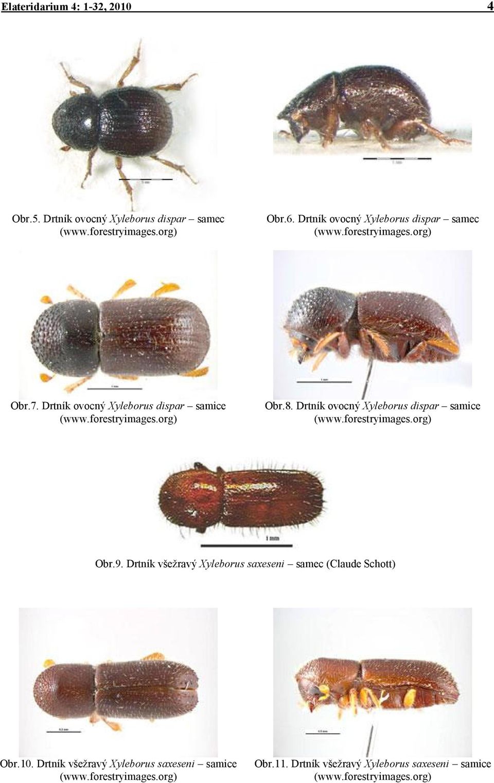 Drtník ovocný Xyleborus dispar samice (www.forestryimages.org) Obr.9. Drtník všežravý Xyleborus saxeseni samec (Claude Schott) Obr.