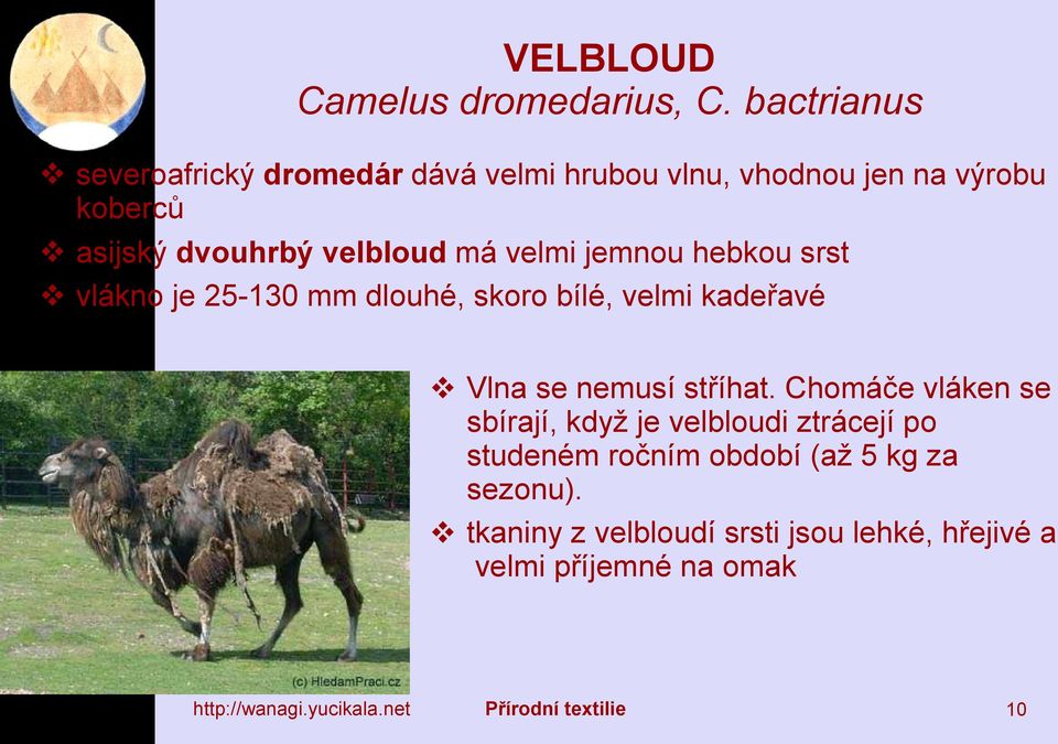velbloud má velmi jemnou hebkou srst vlákno je 25-130 mm dlouhé, skoro bílé, velmi kadeřavé Vlna se nemusí