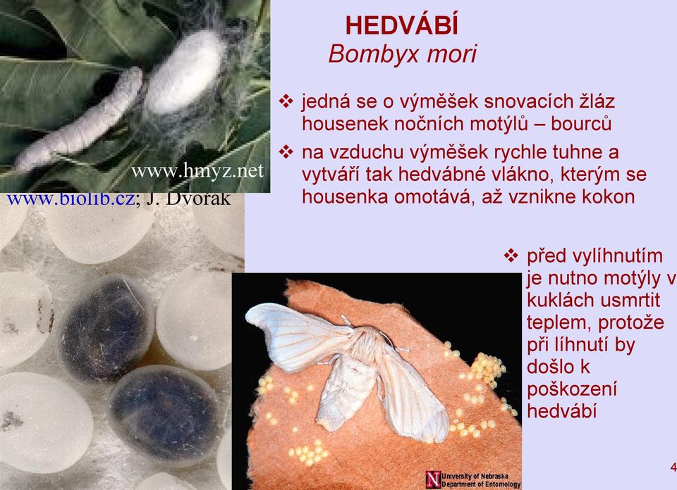 net vytváří tak hedvábné vlákno, kterým se housenka omotává, až vznikne kokon www.