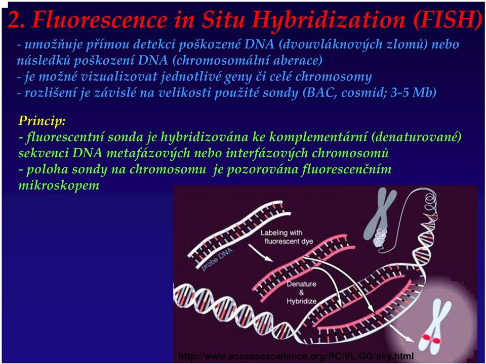 cosmid; 3 5 Mb) Princip: fluorescentní sonda je hybridizována ke komplementární (denaturované) sekvenci DNA metafázových nebo