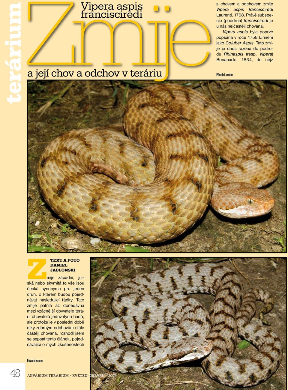 Vipera) Bonaparte, 1834, do nějž Původní samice Text a foto Daniel Jablonski Zmije západní, jurská nebo skvrnitá to vše jsou česká synonyma pro jeden druh, o kterém budou pojednávat následující