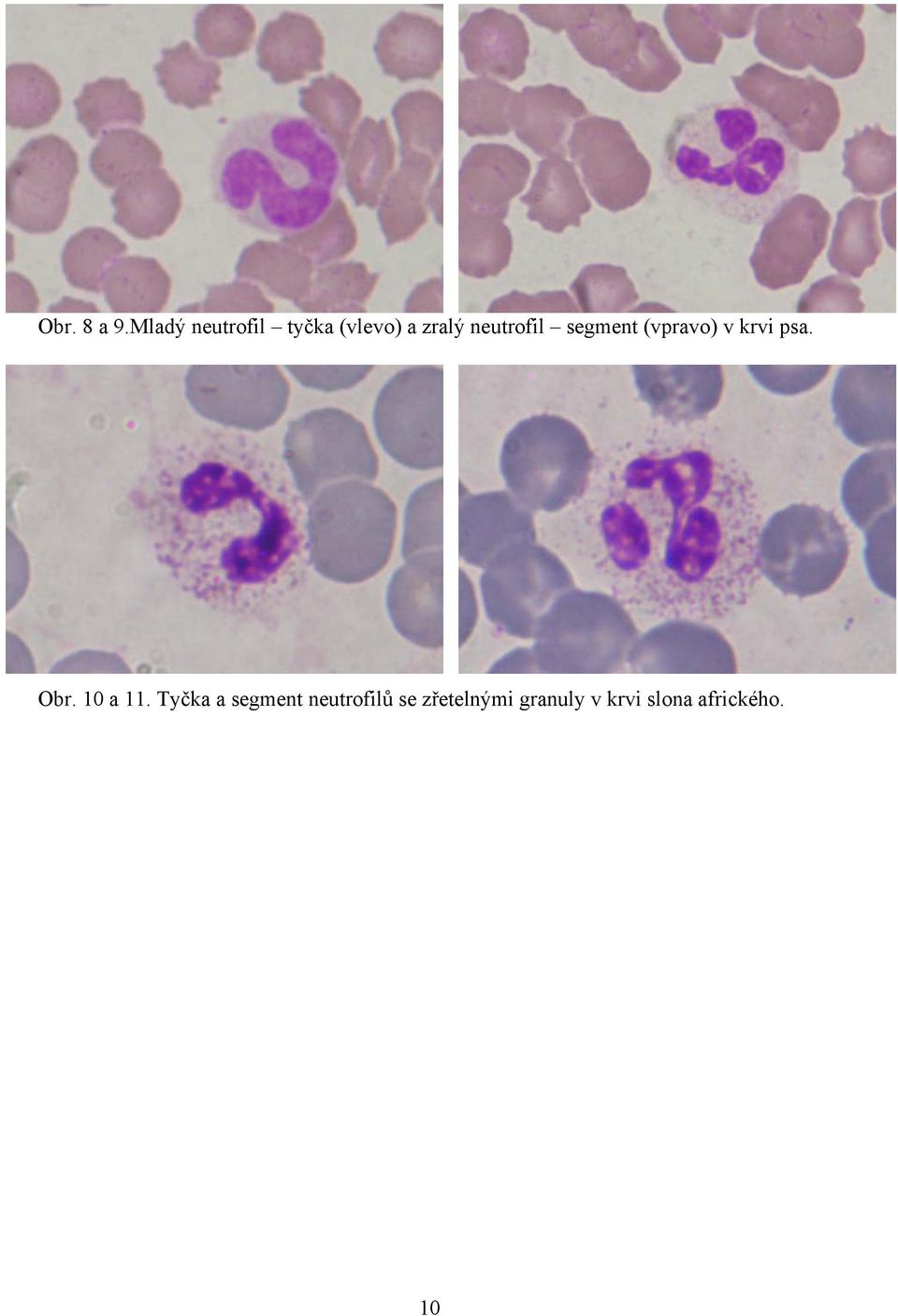 neutrofil segment (vpravo) v krvi psa. Obr.