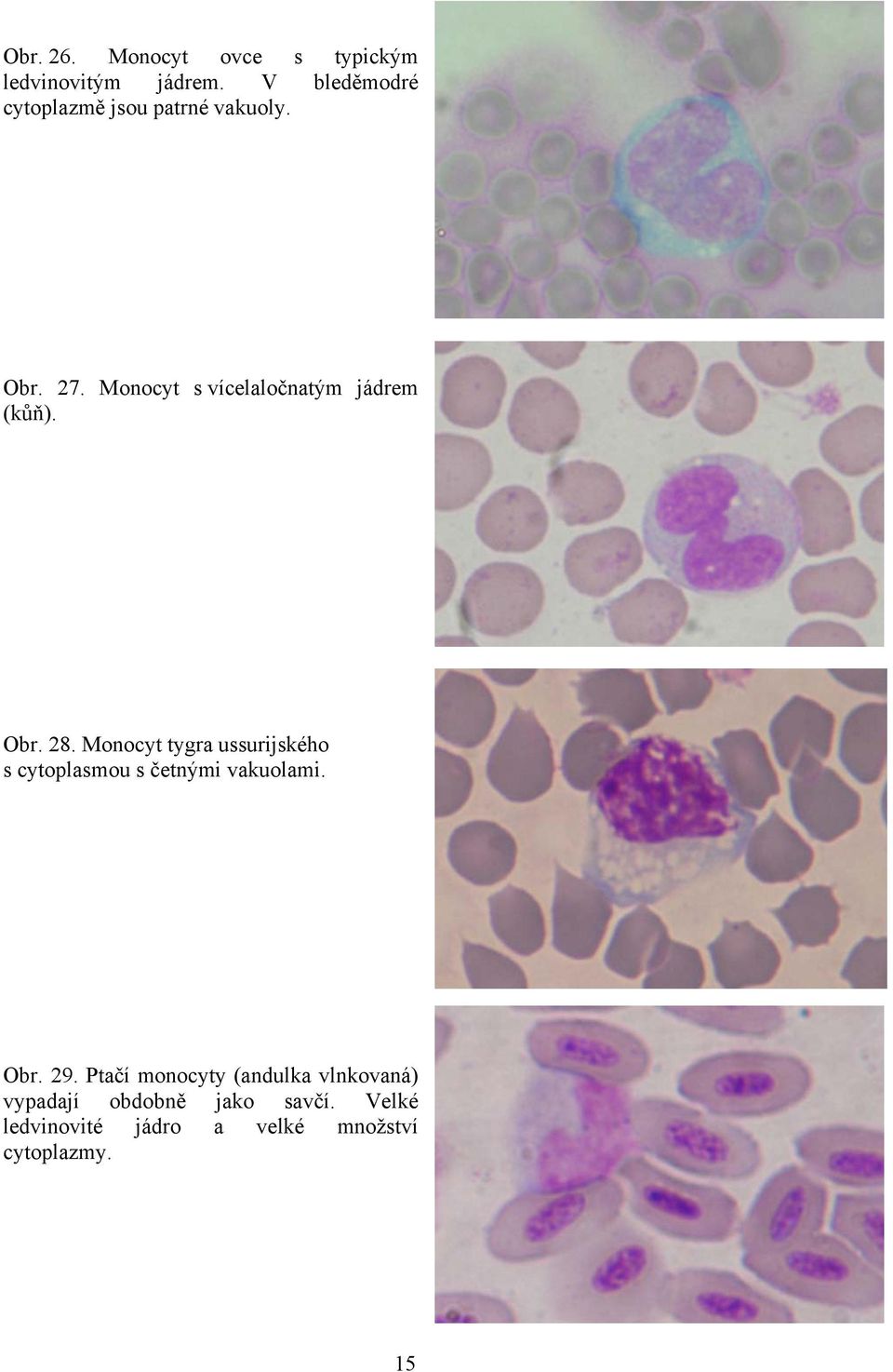 Monocyt s vícelaločnatým jádrem (kůň). Obr. 28.