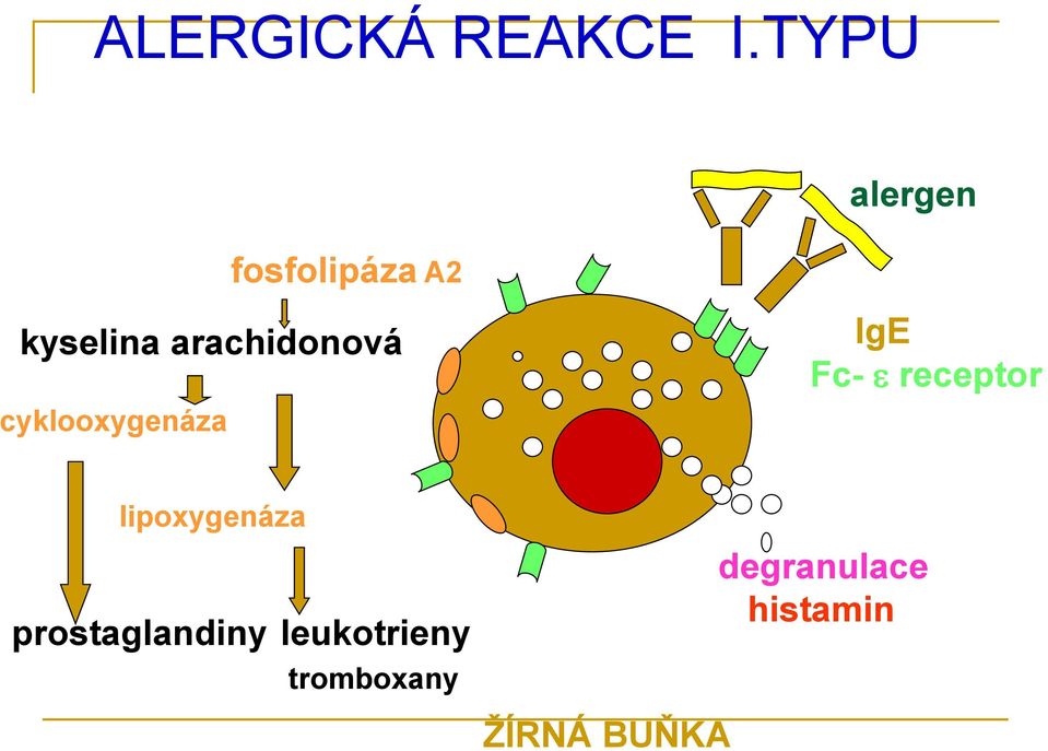 arachidonová cyklooxygenáza IgE Fc- receptor