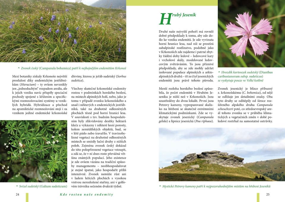 Hybridizace a přechod na apomiktické rozmnožování stojí i za vznikem jediné endemické krkonošské Zvonek český (Campanula bohemica) patří k nejhojnějším endemitům Krkonoš Svízel sudetský (Galium