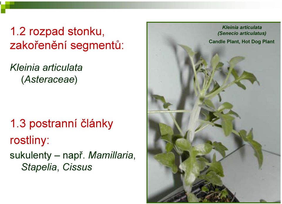 Dog Plant Kleinia articulata (Asteraceae) 1.