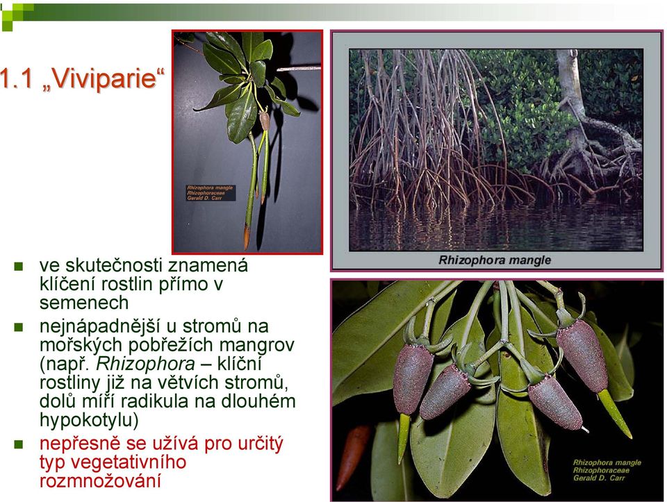 Rhizophora klíční rostliny již na větvích stromů, dolů míří radikula