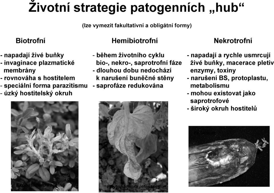 saprotrofní fáze -dlouhou dobu nedochází k narušení buněčné stěny -saprofáze redukována -napadají a rychle usmrcují živé buňky, macerace pletiv