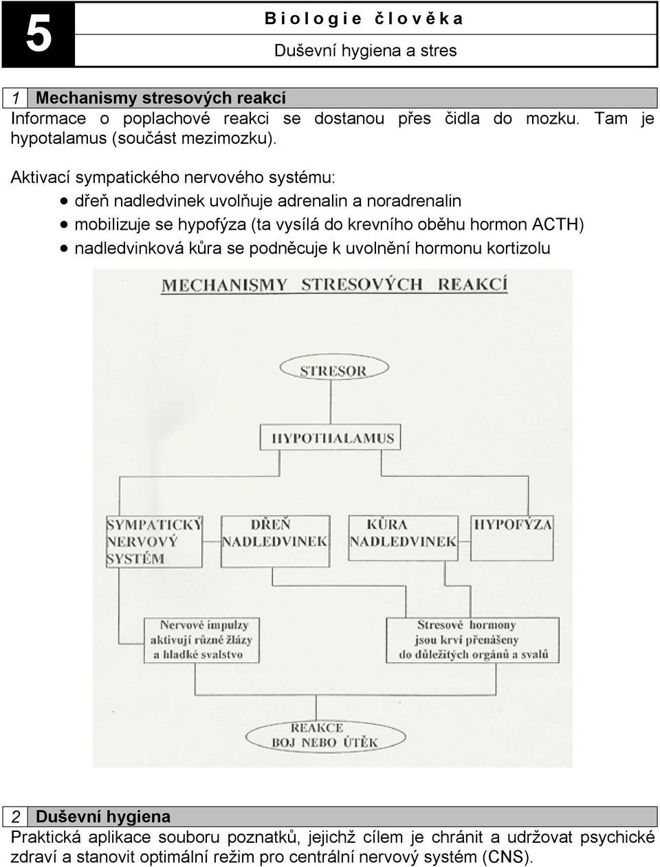 Aktivací sympatického nervového systému: dřeň nadledvinek uvolňuje adrenalin a noradrenalin mobilizuje se hypofýza (ta vysílá do krevního