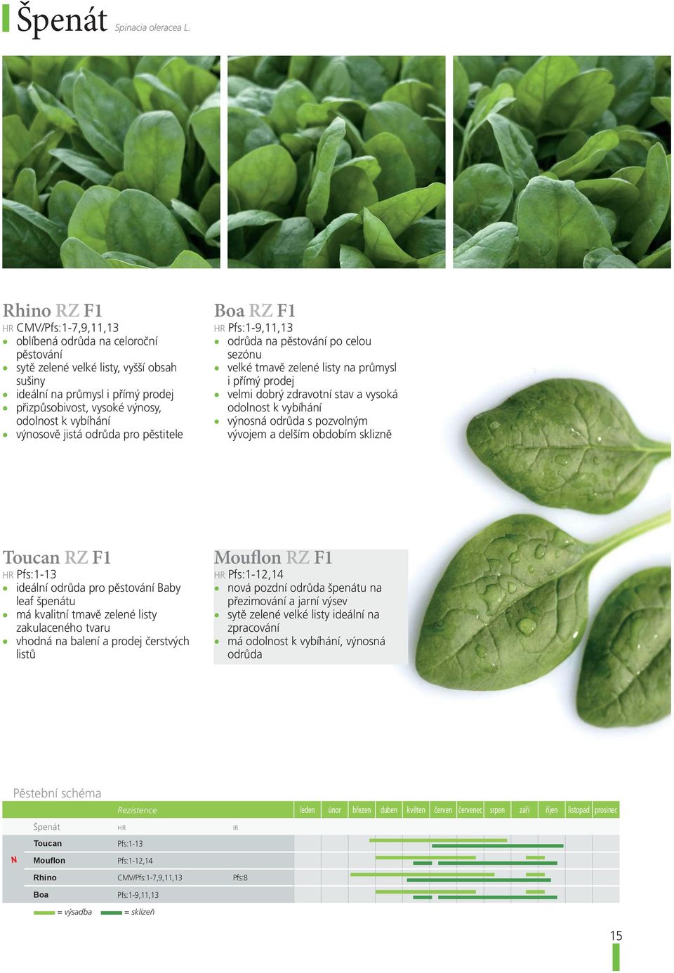 vybíhání výnosově jistá odrůda pro pěstitele Boa RZ F1 HR Pfs:1-9,11,13 odrůda na pěstování po celou sezónu velké tmavě zelené listy na průmysl i přímý prodej velmi dobrý zdravotní stav a vysoká