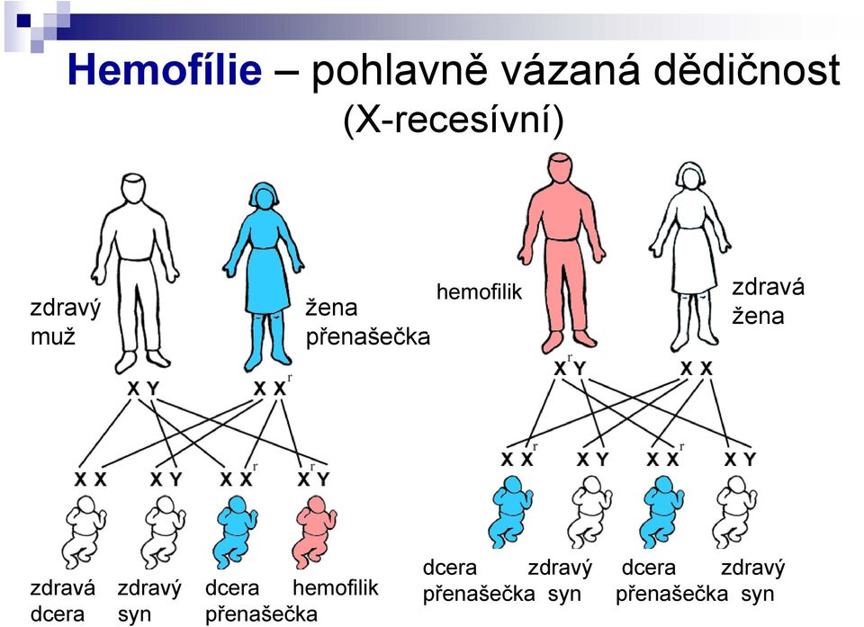 zdravá zdravý dcera hemofilik dcera syn přenašečka