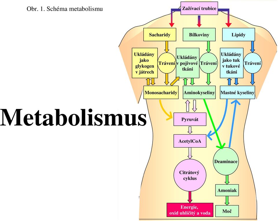 glykogen v játrech Ukládány Ukládány jako tuk Trávení v pojivové Trávení Trávení