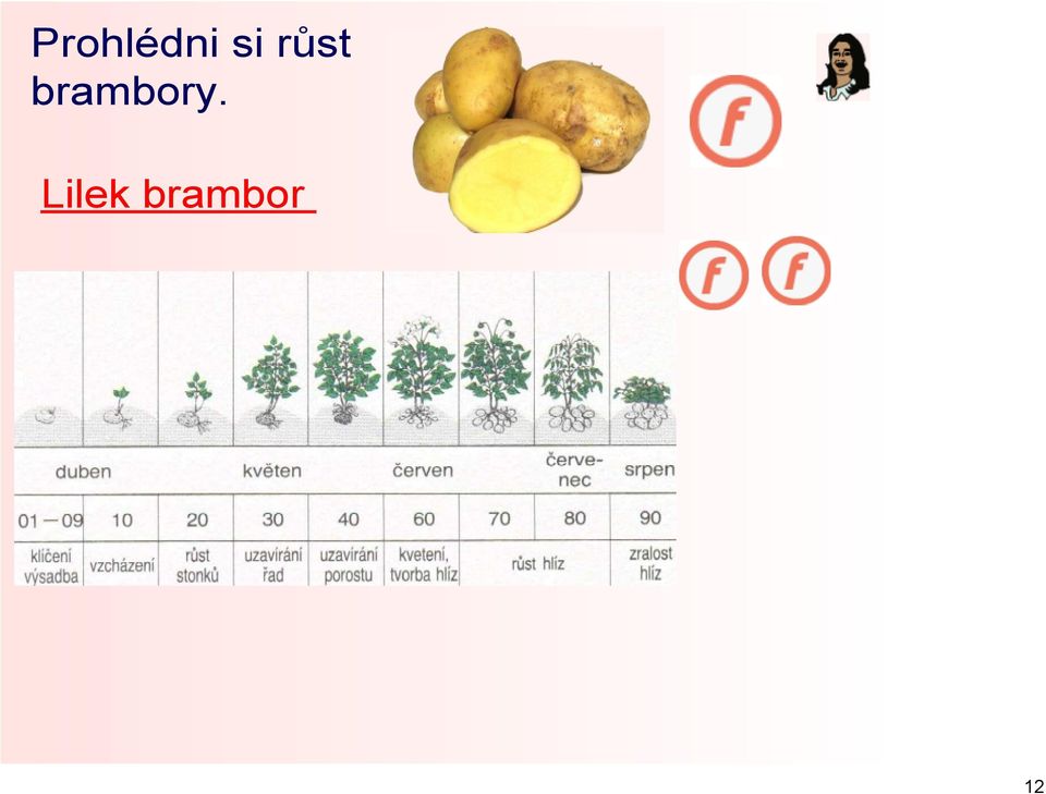 brambory.