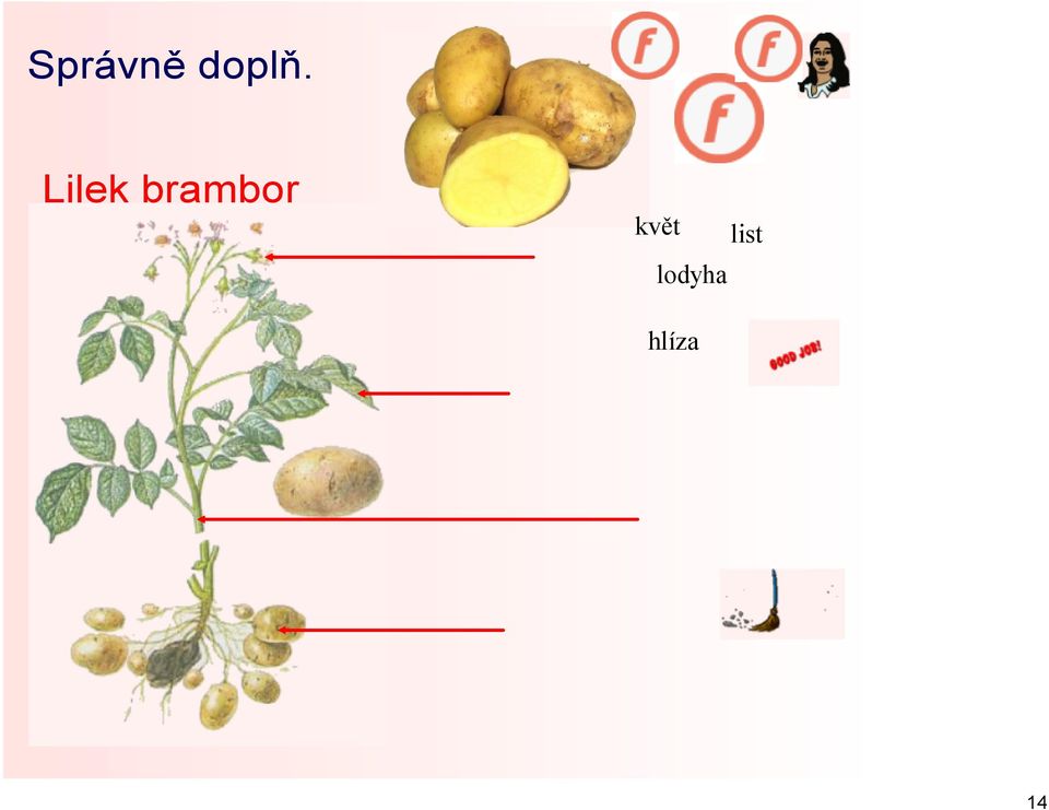 květ lodyha