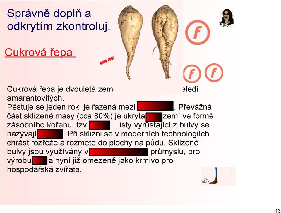 Převážná část sklízené masy (cca 80%) je ukryta pod zemí ve formě zásobního kořenu, tzv. bulvy.
