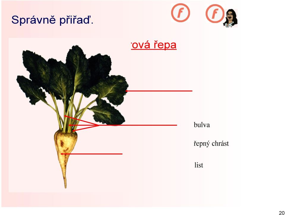Cukrová řepa