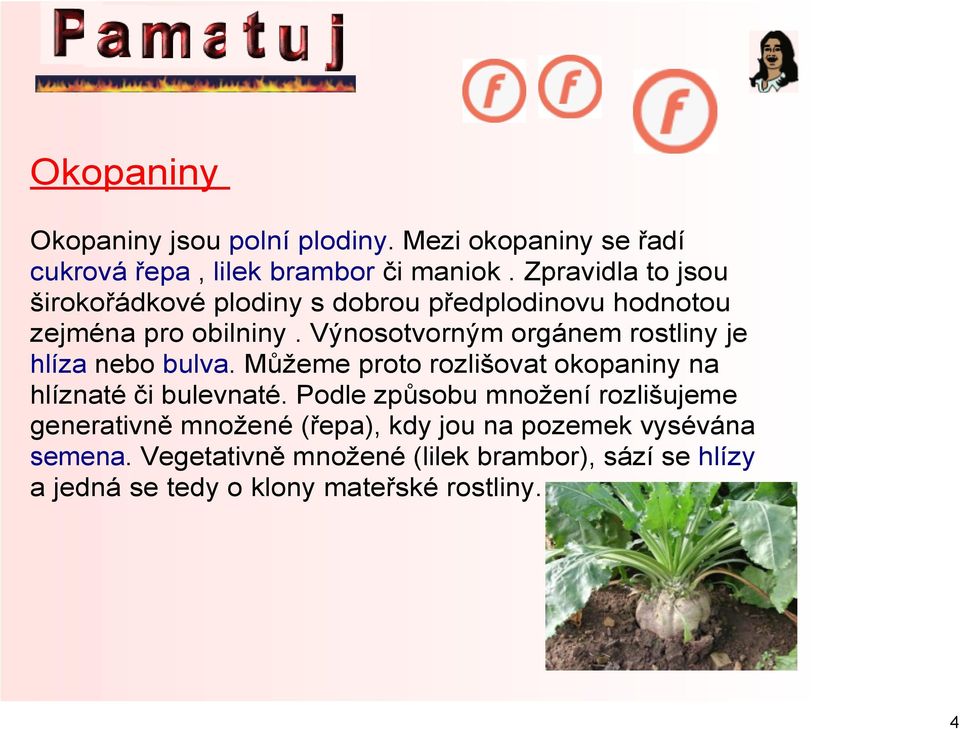 Výnosotvorným orgánem rostliny je hlíza nebo bulva. Můžeme proto rozlišovat okopaniny na hlíznaté či bulevnaté.