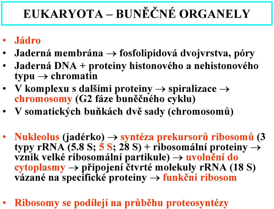 Nukleolus (jadérko) syntéza prekursorů ribosomů (3 typy rrna (5.