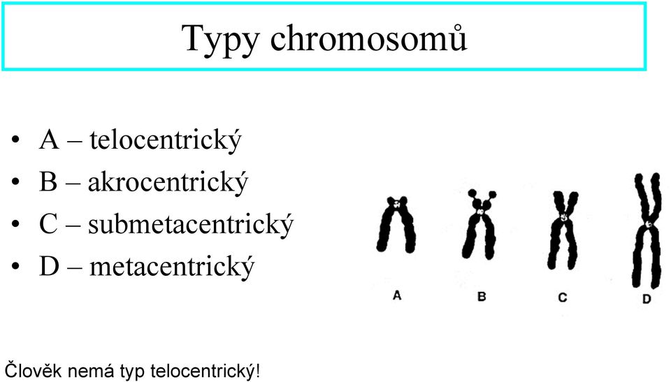 akrocentrický C