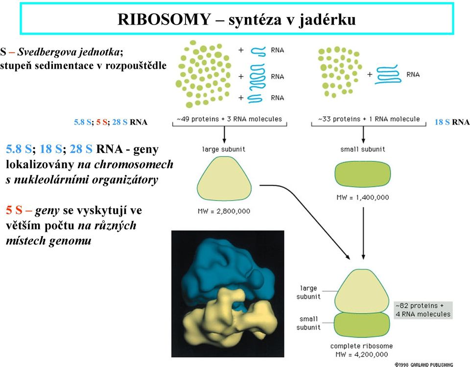 8 S; 18 S; 28 S RNA - geny lokalizovány na chromosomech s