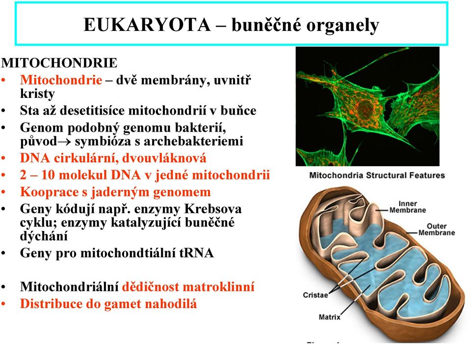DNA v jedné mitochondrii Kooprace s jaderným genomem Geny kódují např.