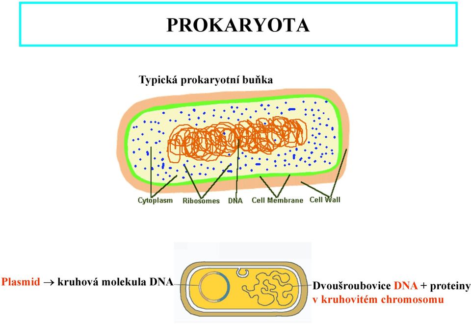 kruhová molekula DNA