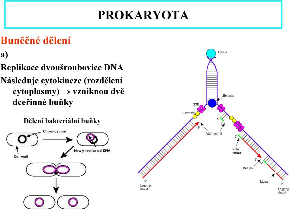 cytokineze (rozdělení cytoplasmy)