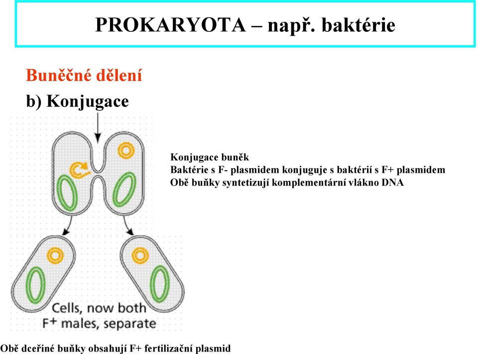 Baktérie s F- plasmidem konjuguje s baktérií s F+