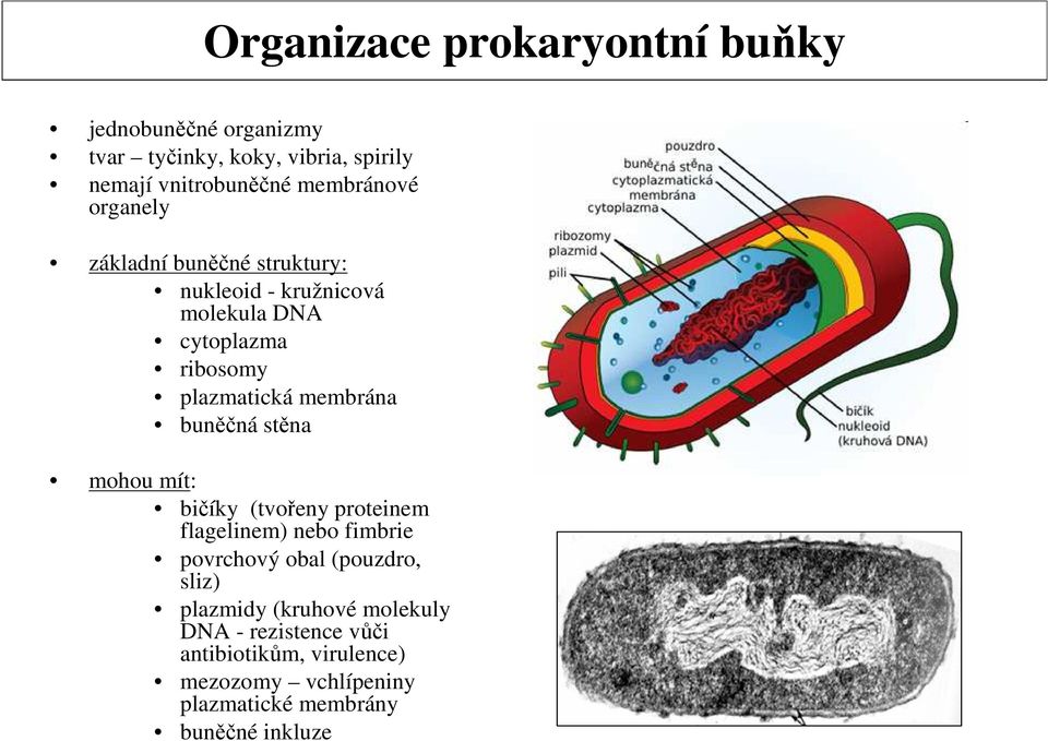 membrána buněčná stěna mohou mít: bičíky (tvořeny proteinem flagelinem) nebo fimbrie povrchový obal (pouzdro, sliz)