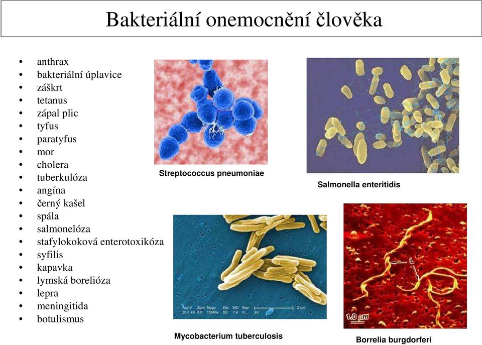 stafylokoková enterotoxikóza syfilis kapavka lymská borelióza lepra meningitida