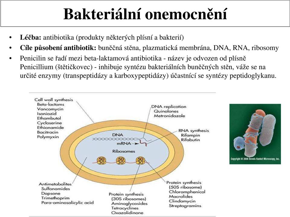 beta-laktamová antibiotika - název je odvozen od plísně Penicillium (štětičkovec) - inhibuje syntézu