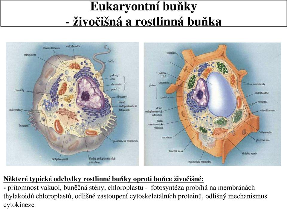 stěny, chloroplastů - fotosyntéza probíhá na membránách thylakoidů